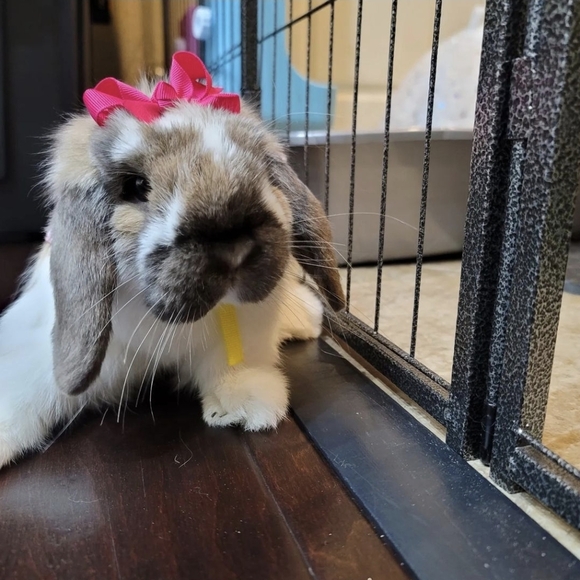 MARSHY's MANURE NATURAL GARDENING FERTILIZER - Picture 8 of 16